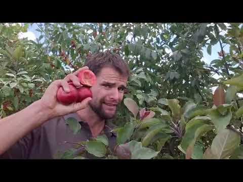 Roodvlezige Appel ' Zweedse Rode' Erg lekker en mooi, maar ook een gezonde groei.