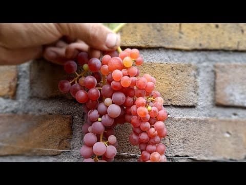 Waanzinnige Roze/rode druif, Waarom je deze op de zuidmuur kunt aanplanten 